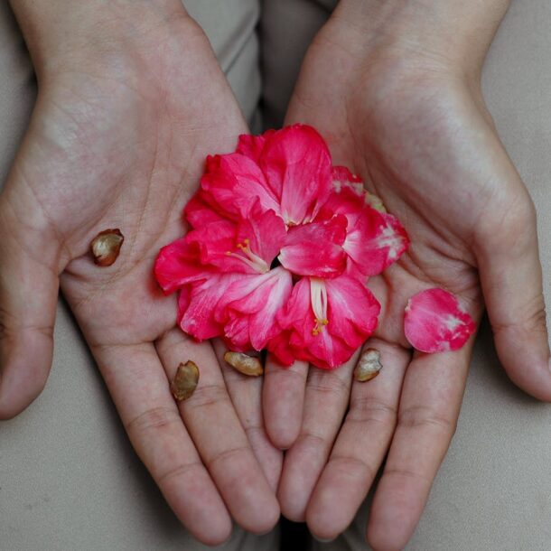 petals open in hands - Photo by Kyle Zheng