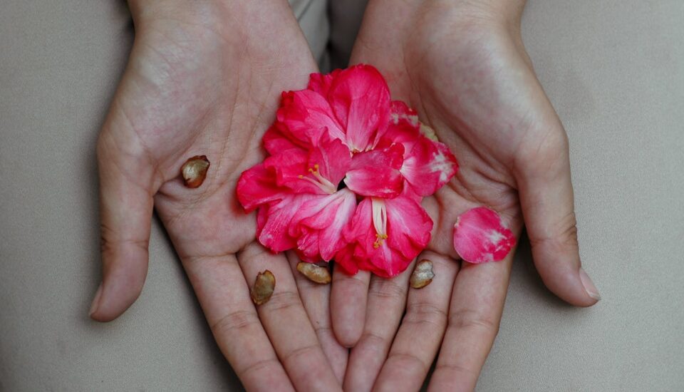 petals open in hands - Photo by Kyle Zheng