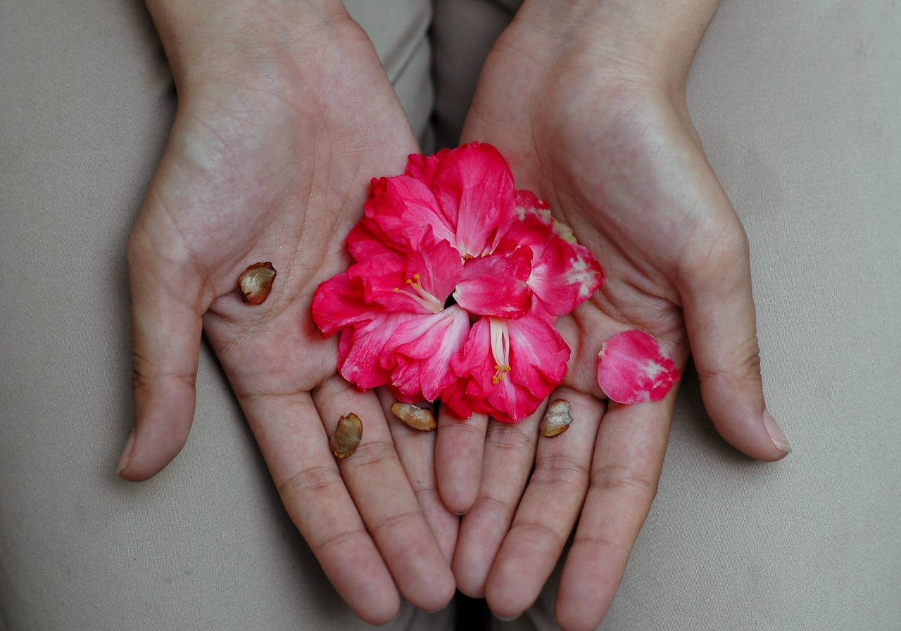 petals open in hands - Photo by Kyle Zheng