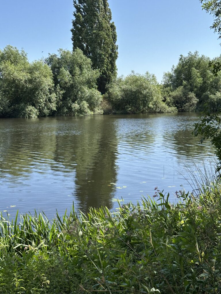 Himalayan Balsam growing on the banks of the River Trent, Nottinghamshire, UK
