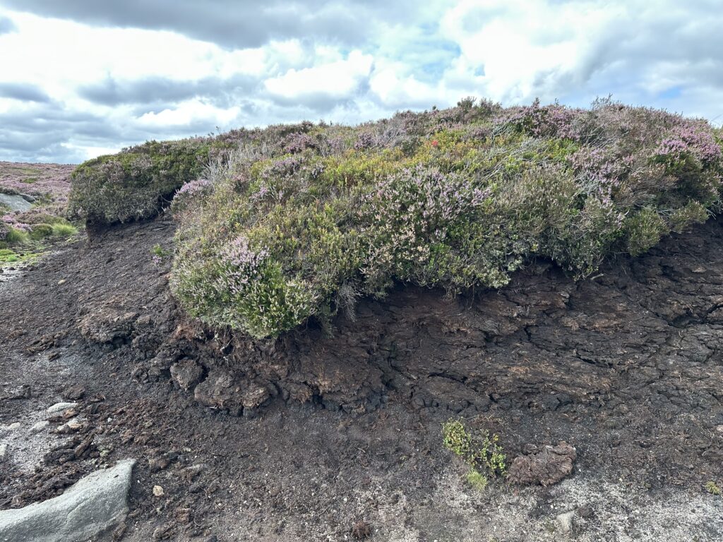 Depleted, drained peatland in the Peak District, Derbyshire, UK