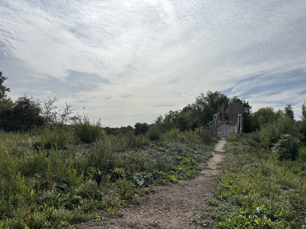 This woodland was cleared to build a new bridge. Within a few months, the area was densely populated with nettle (Urtica), willowherb (Epilobium), dandelion (Taraxacum), and shoots of willow (Salix), amongst other pioneer species.
