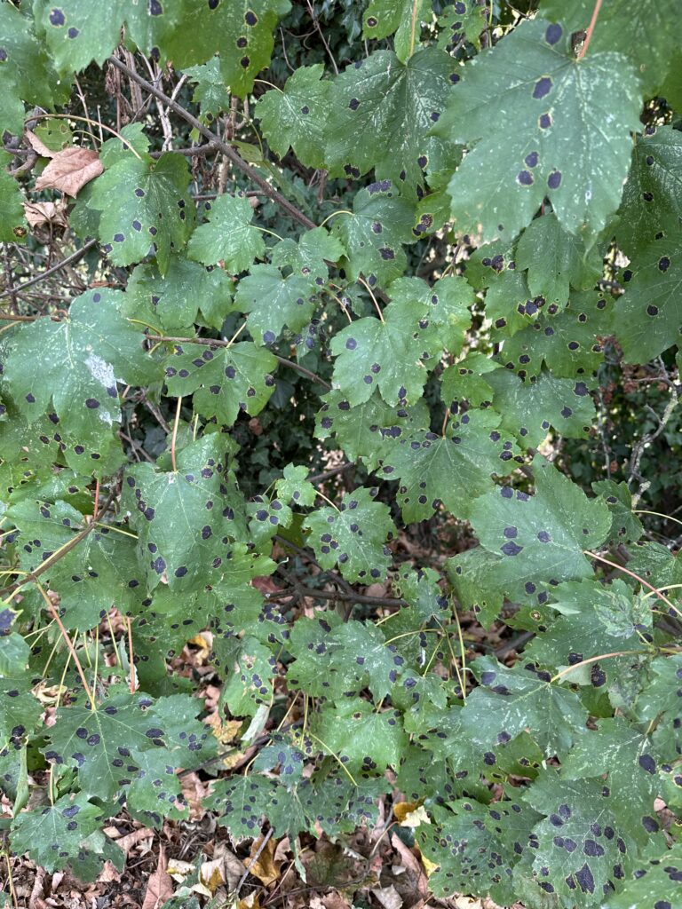 Sycamore Tar Spot, an indicator of low sulphur dioxide in the air.