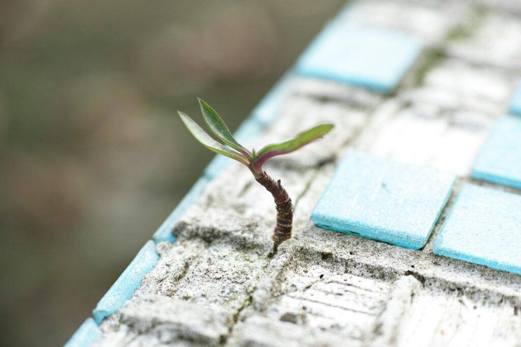 Photo by Engin Akyurt on Pexels - shows a plant growing through a mosaic
