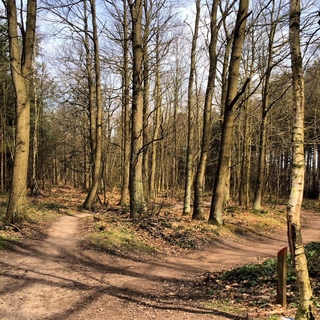 two paths diverge in a wood