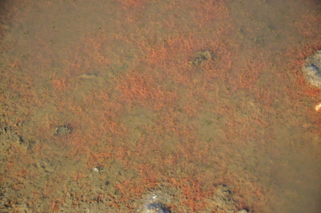 Tubifex tubifex