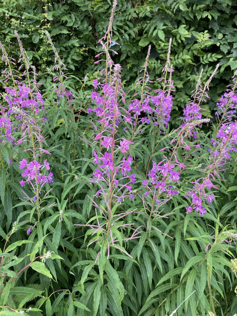 Rosebay willowherb