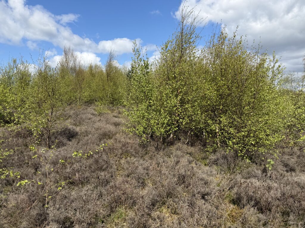 silver birch establishing on heathland