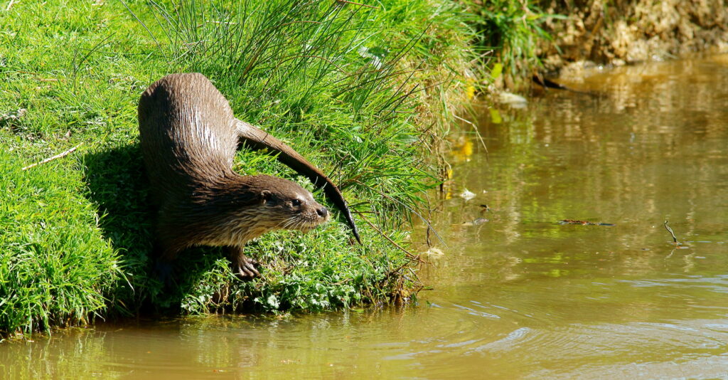 Otter at the British Wildlife Centre, Newchapel, Surrey by Peter Trimming, CC BY-SA 2.0 <https://creativecommons.org/licenses/by-sa/2.0>, via Wikimedia Commons
