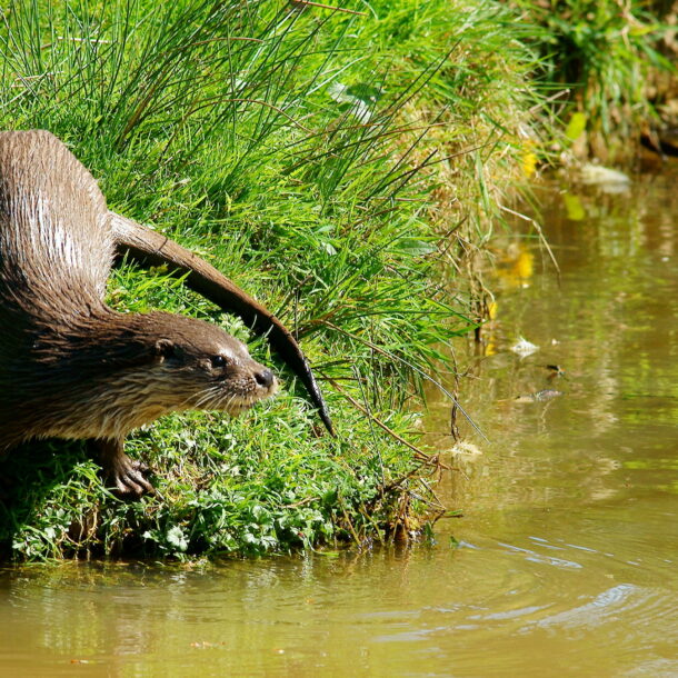 Otter at the British Wildlife Centre, Newchapel, Surrey by Peter Trimming, CC BY-SA 2.0 , via Wikimedia Commons