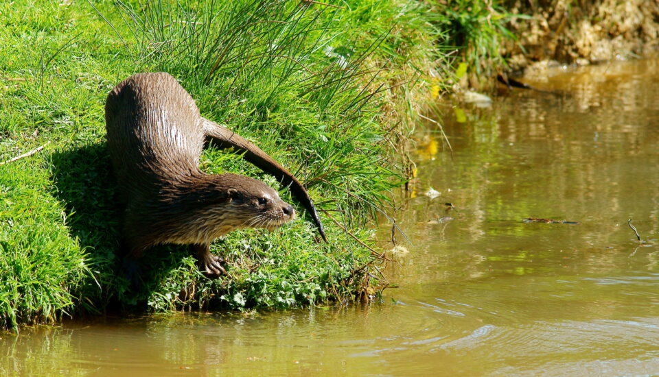 Otter at the British Wildlife Centre, Newchapel, Surrey by Peter Trimming, CC BY-SA 2.0 , via Wikimedia Commons