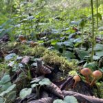 The Organisational Substrate