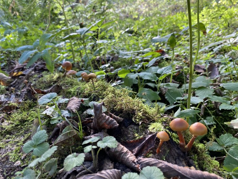 mushrooms on log substrate