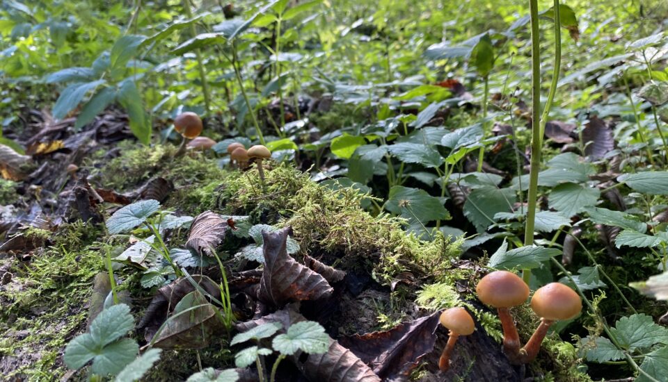 mushrooms on log substrate